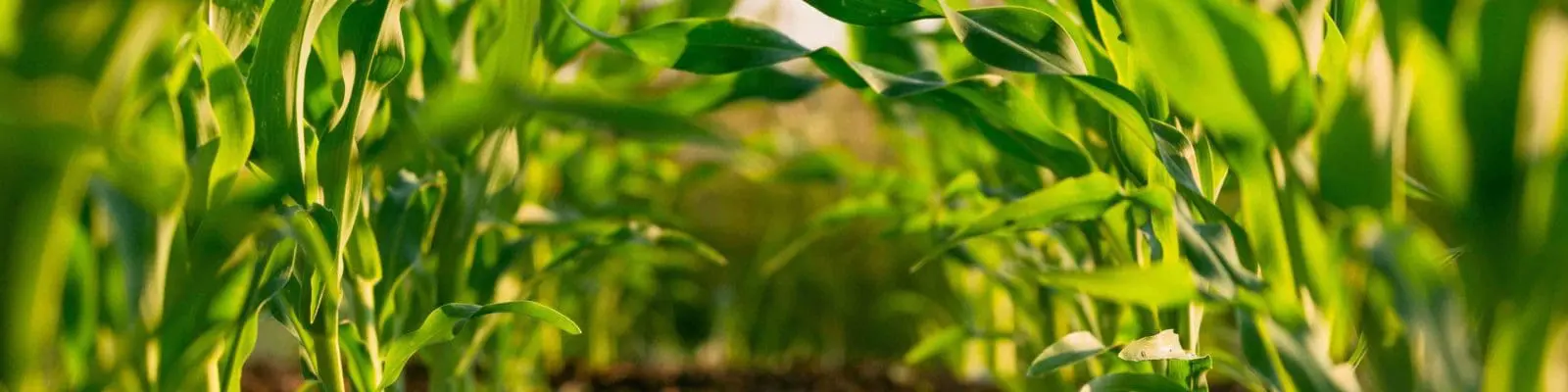 Small seedings growing in soil in rows.