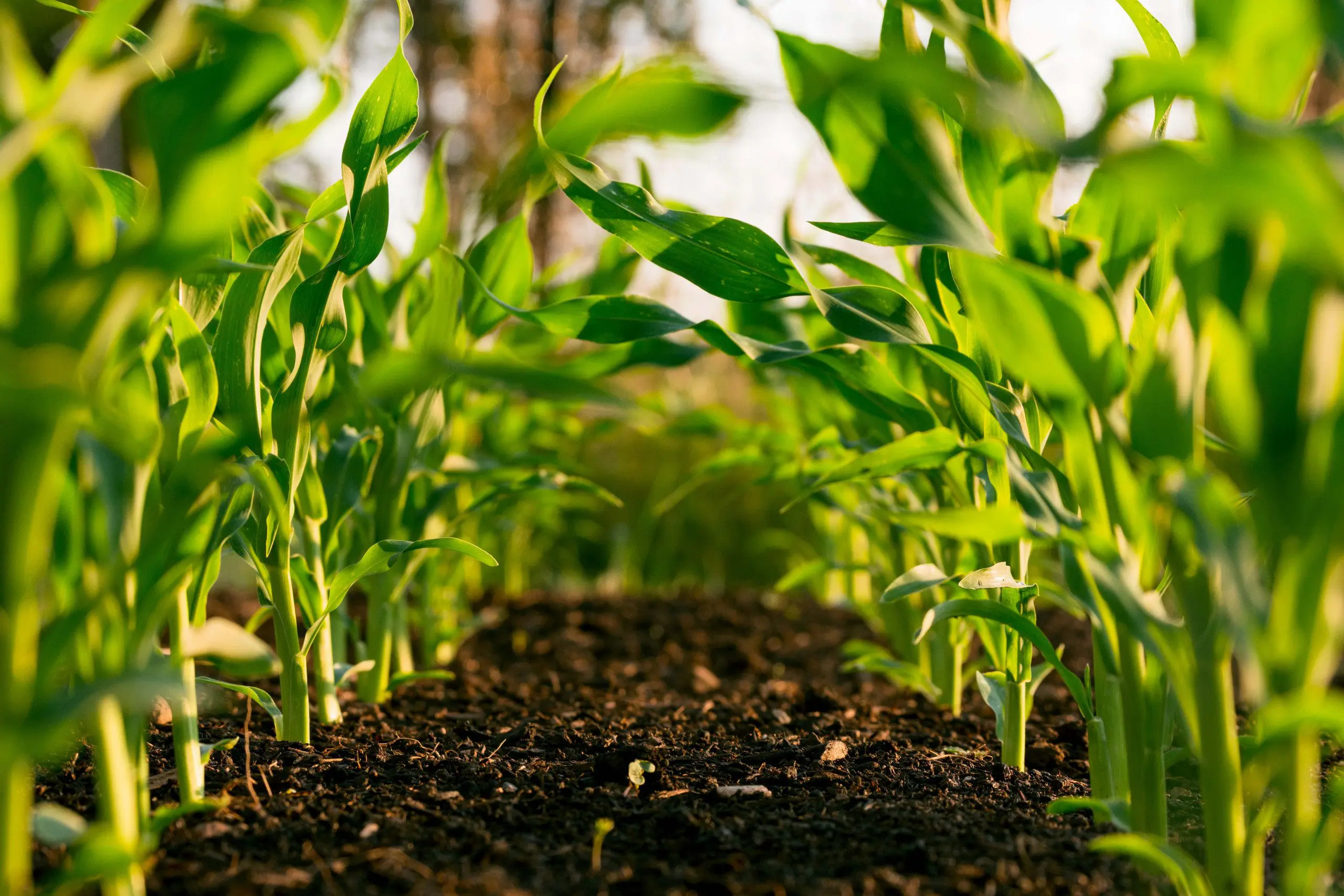 Small seedlings growing in soil in rows.