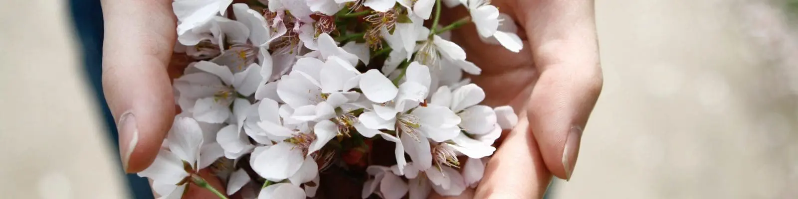 person holding flowers in hands