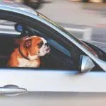 driving offences indefinite leave to remain