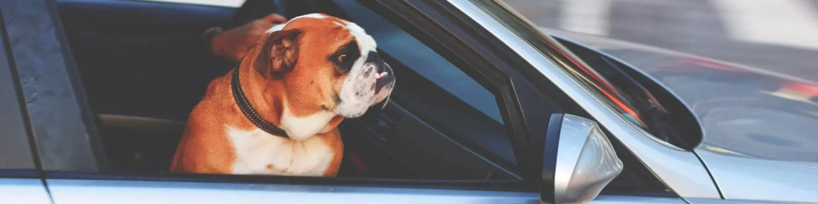 driving offences indefinite leave to remain