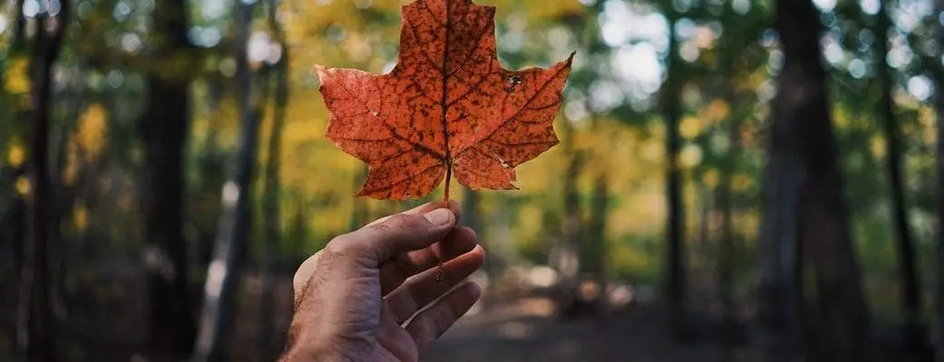 Emigrating to Canada