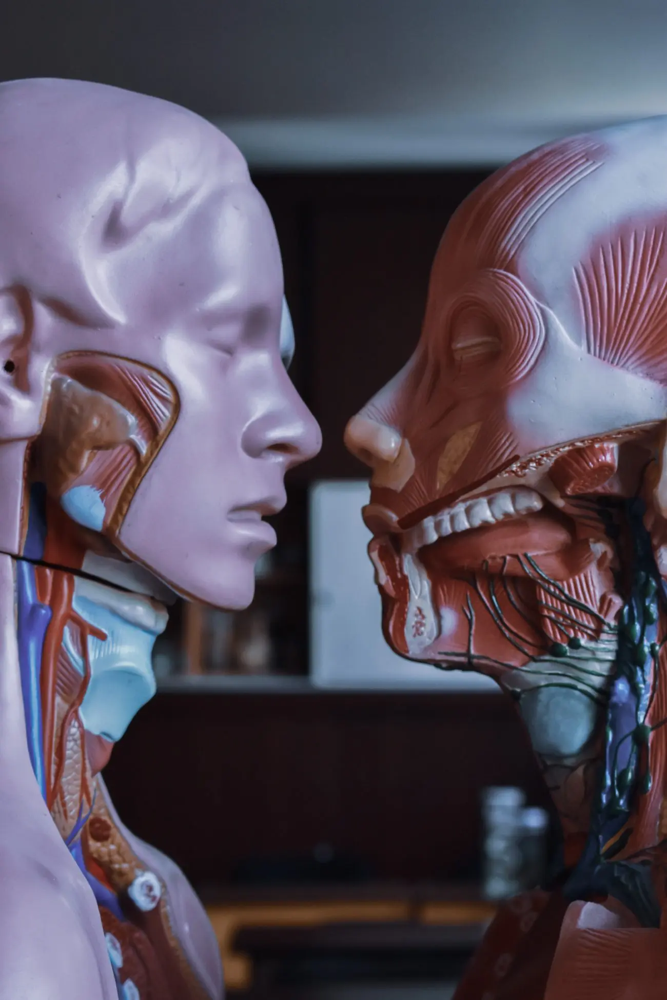 2 anatomical mannequins facing the other