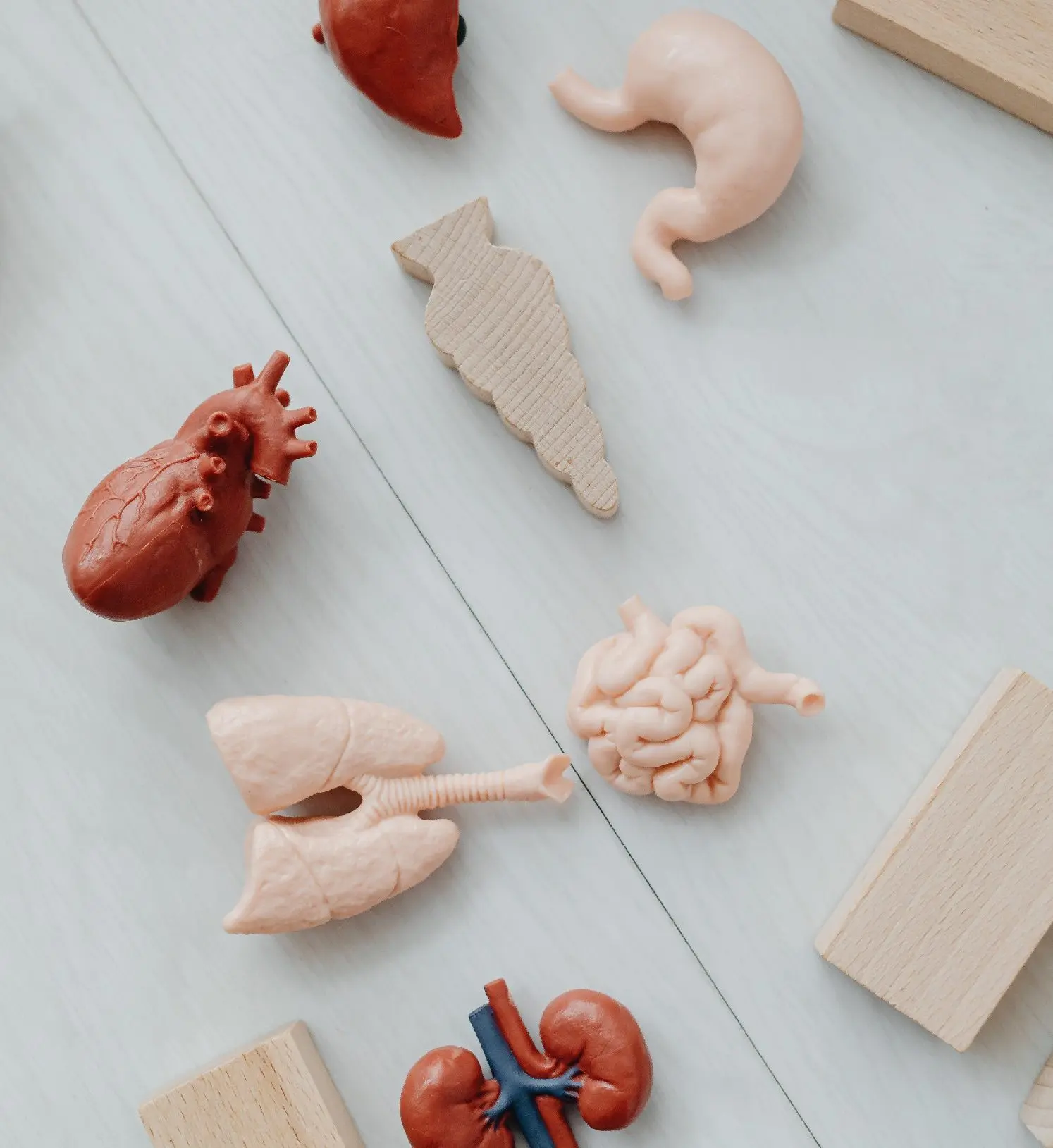 Plastic organs