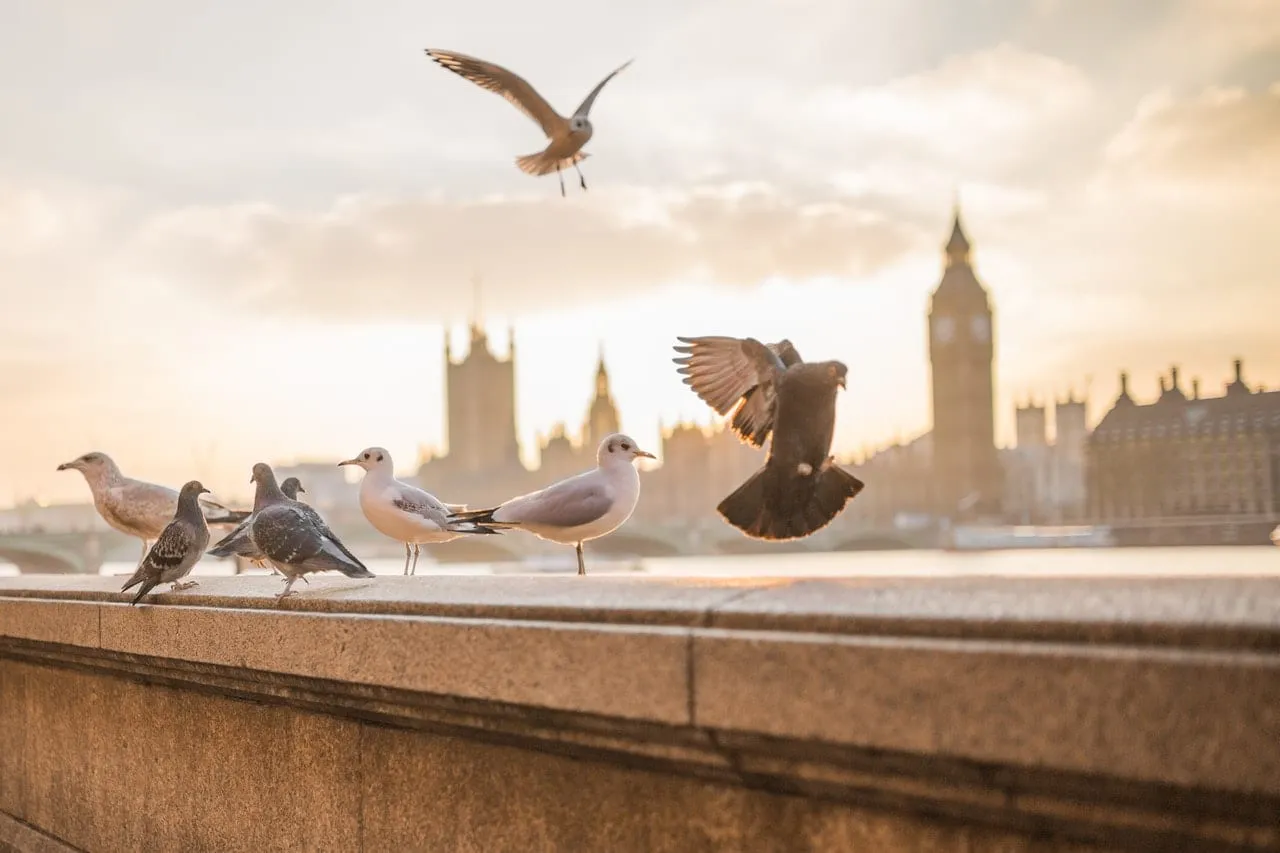 Coulsdon Immigration Lawyers