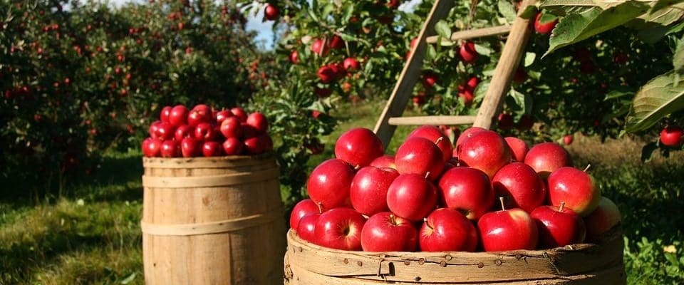 New Agricultural Scheme