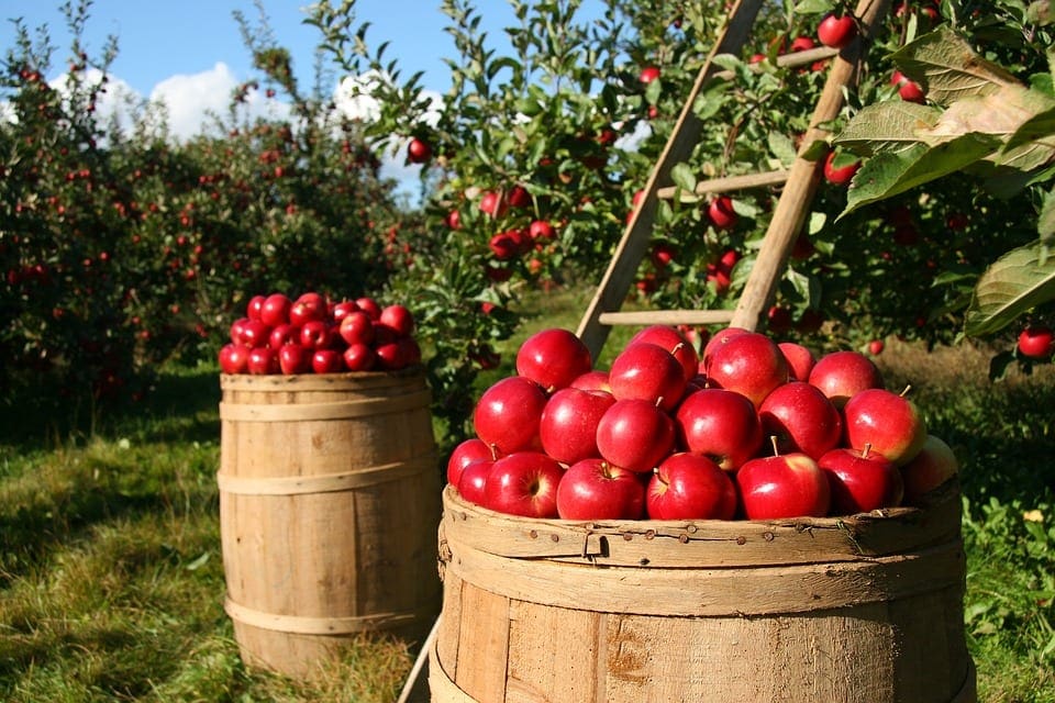 New Agricultural Scheme