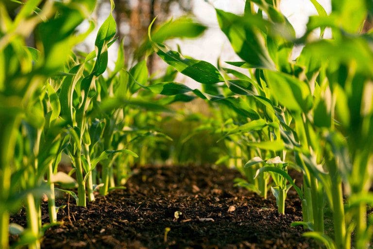 Small seedings growing in soil in rows.