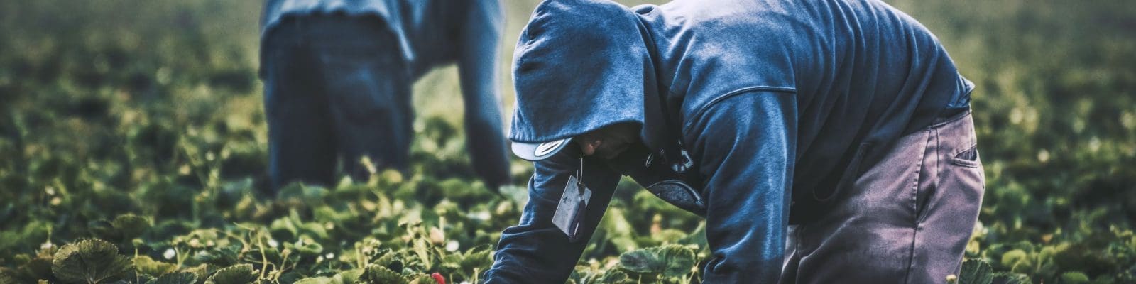 Farm workers