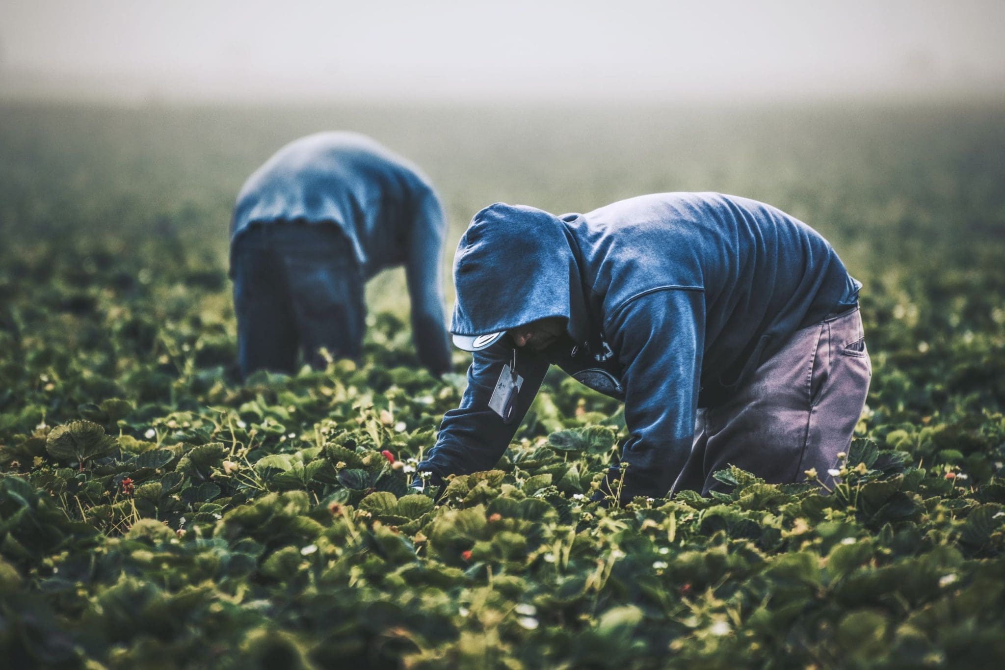 Farm workers
