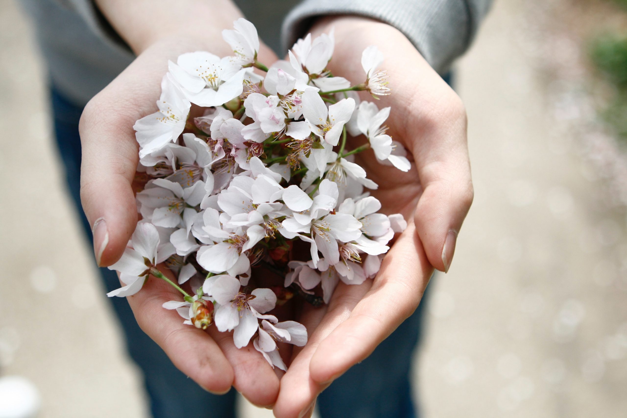 person holding flowers in hands
