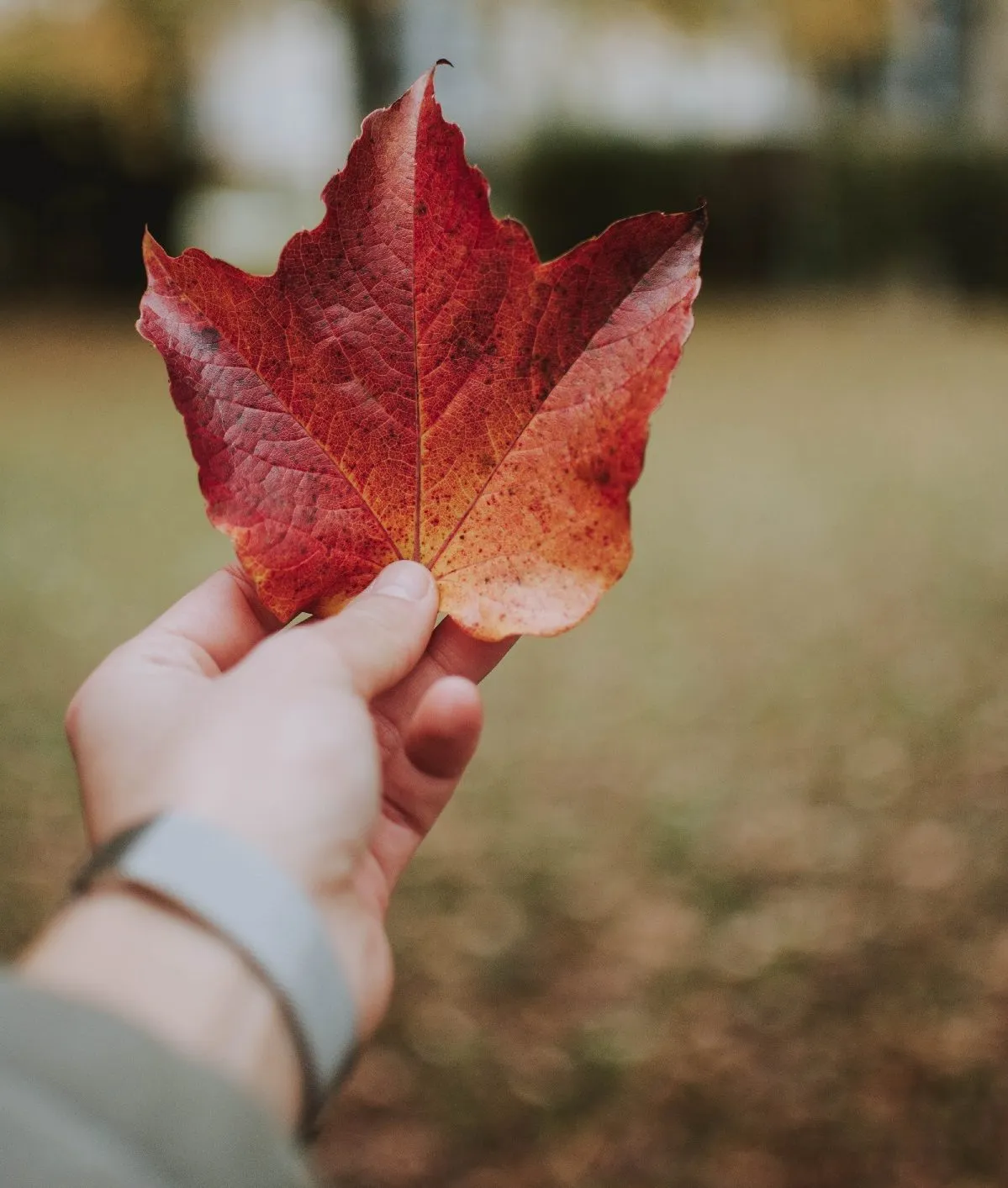 Hand holding mapleleaf