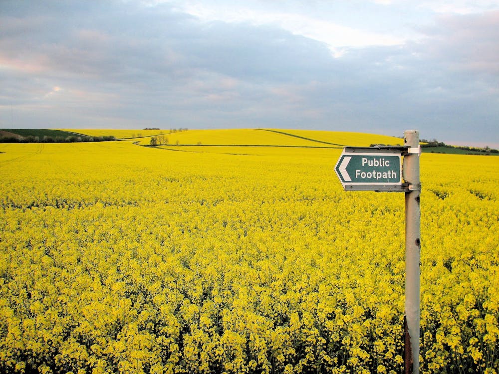 a yellow meadow